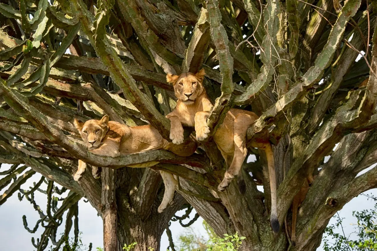Tree climbing lions resting on fig tree branches in Queen Elizabeth National Park, Uganda, a rare wildlife safari experience compared to Murchison Falls safaris.