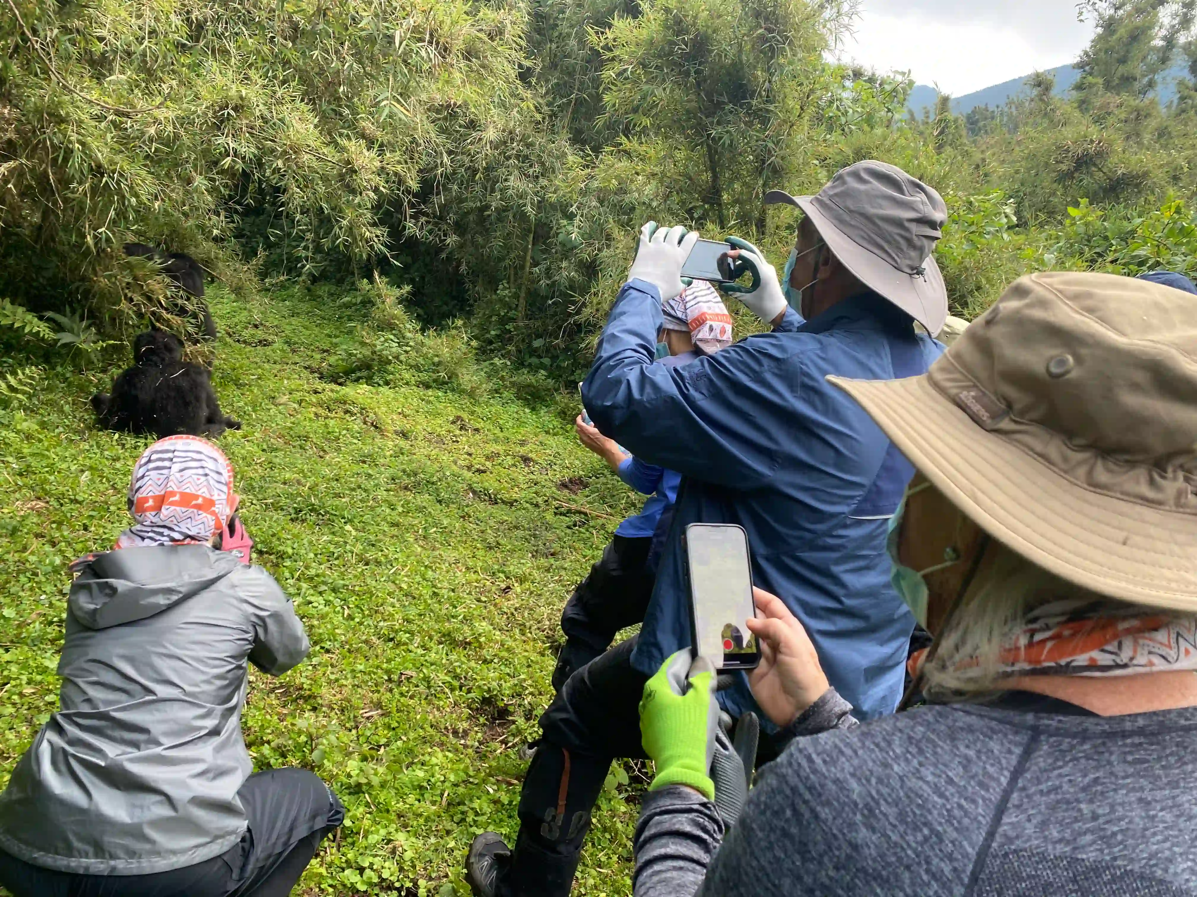 Group Mountain Gorilla Trekking in Rwanda: The Ultimate Safari Experience — travelers quietly photographing endangered mountain gorillas in the lush rainforest of Volcanoes National Park.