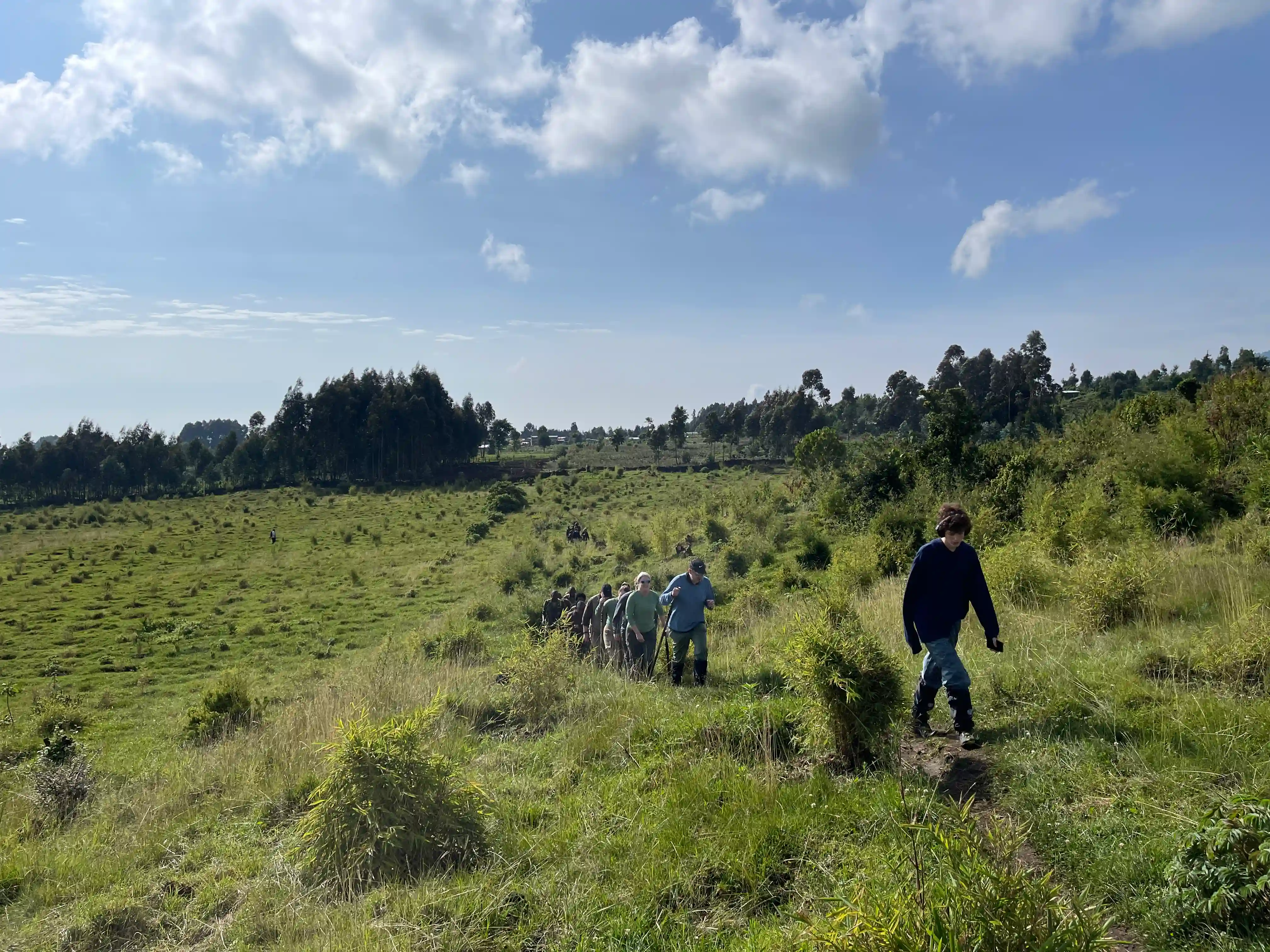 Travelers hiking through lush rainforest on their way to trek mountain gorillas in Volcanoes National Park, Rwanda