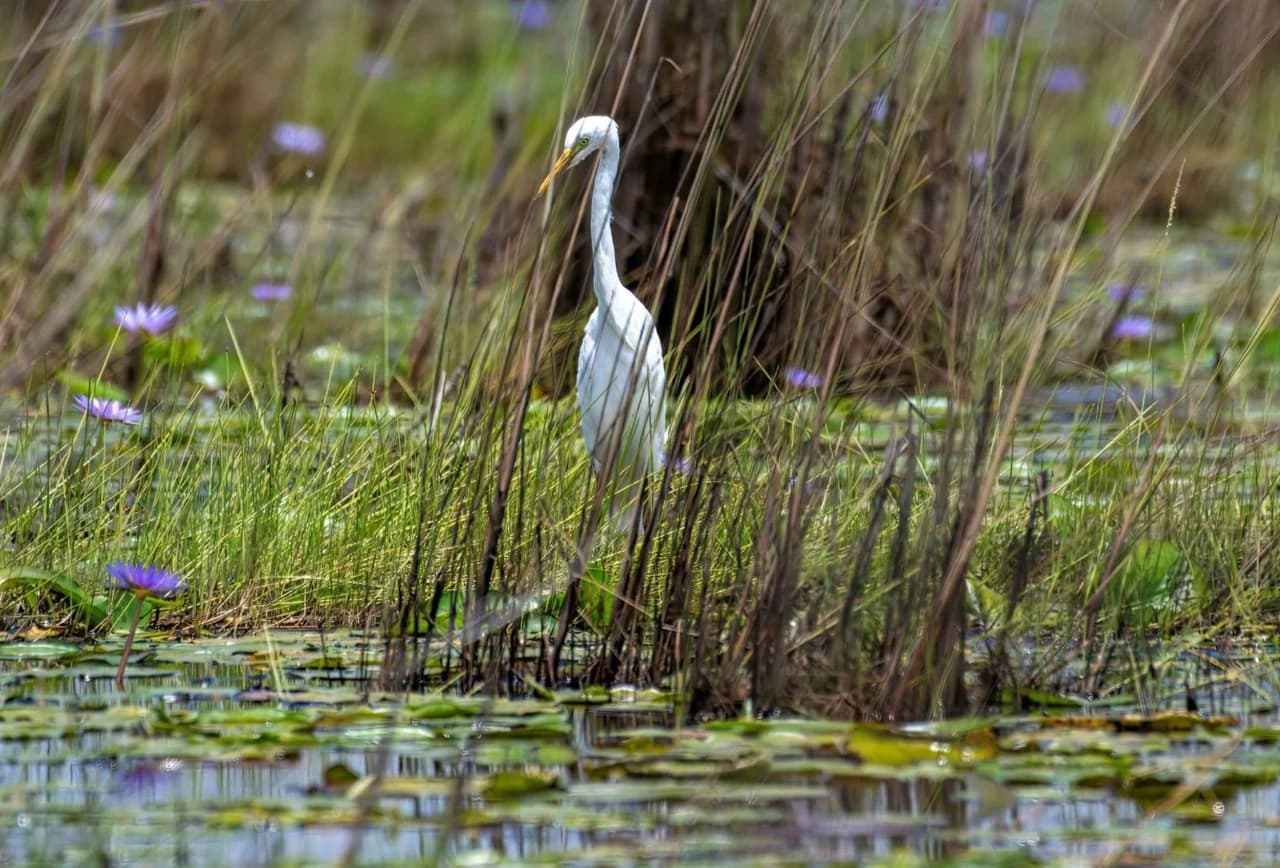 Great white egret in Mabamba Swamp Uganda, captured in its natural habitat — Best Places for Birdwatching in Uganda and Rwanda.