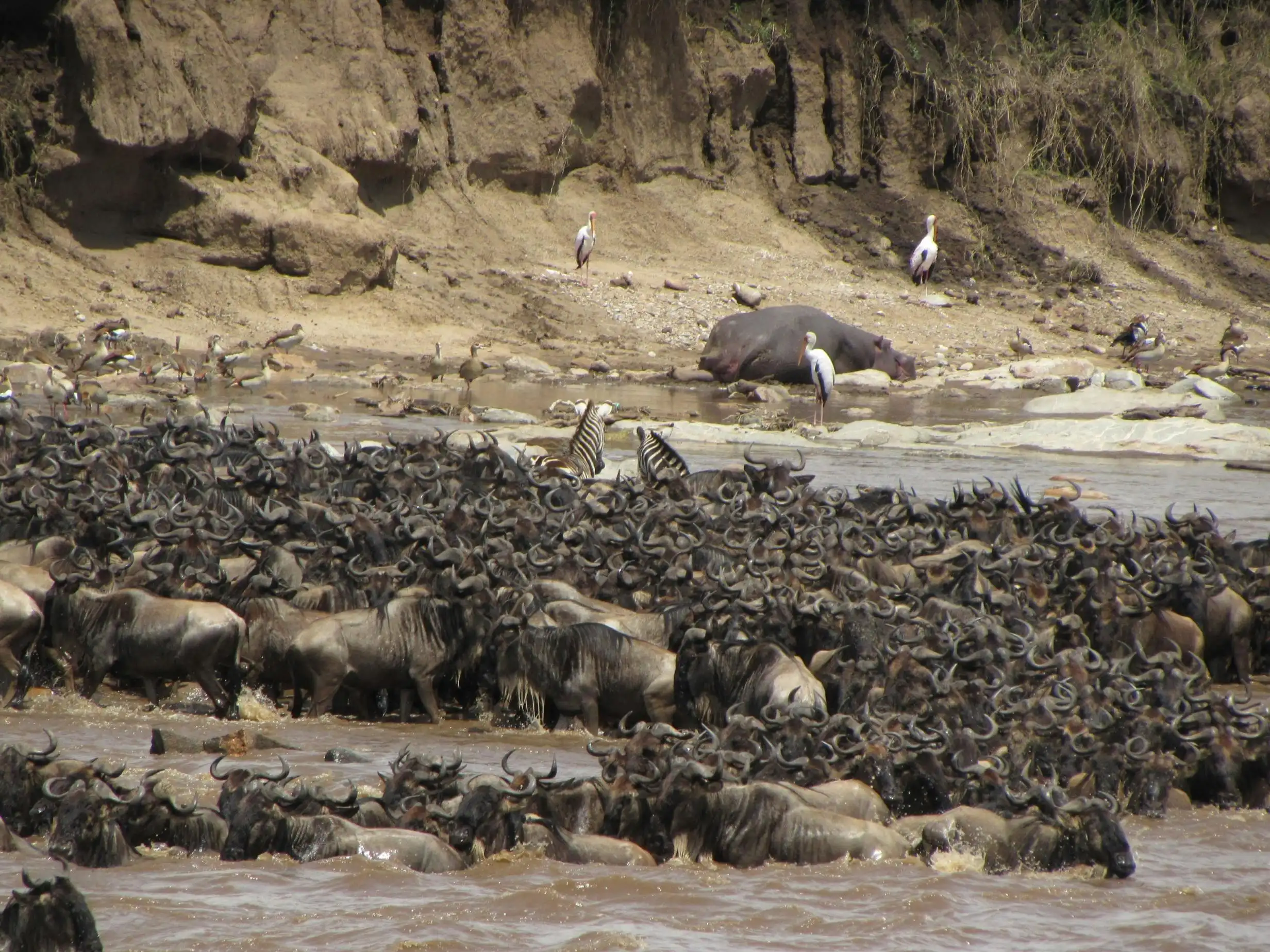 Wildebeest migration crossing the Mara River in Serengeti National Park, Tanzania — a breathtaking wildlife spectacle of Africa’s Great Migration.