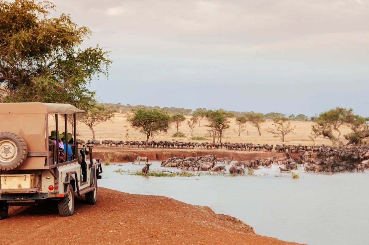 Traveler on a safari game drive watching wildebeest migration in Serengeti National Park, Tanzania.