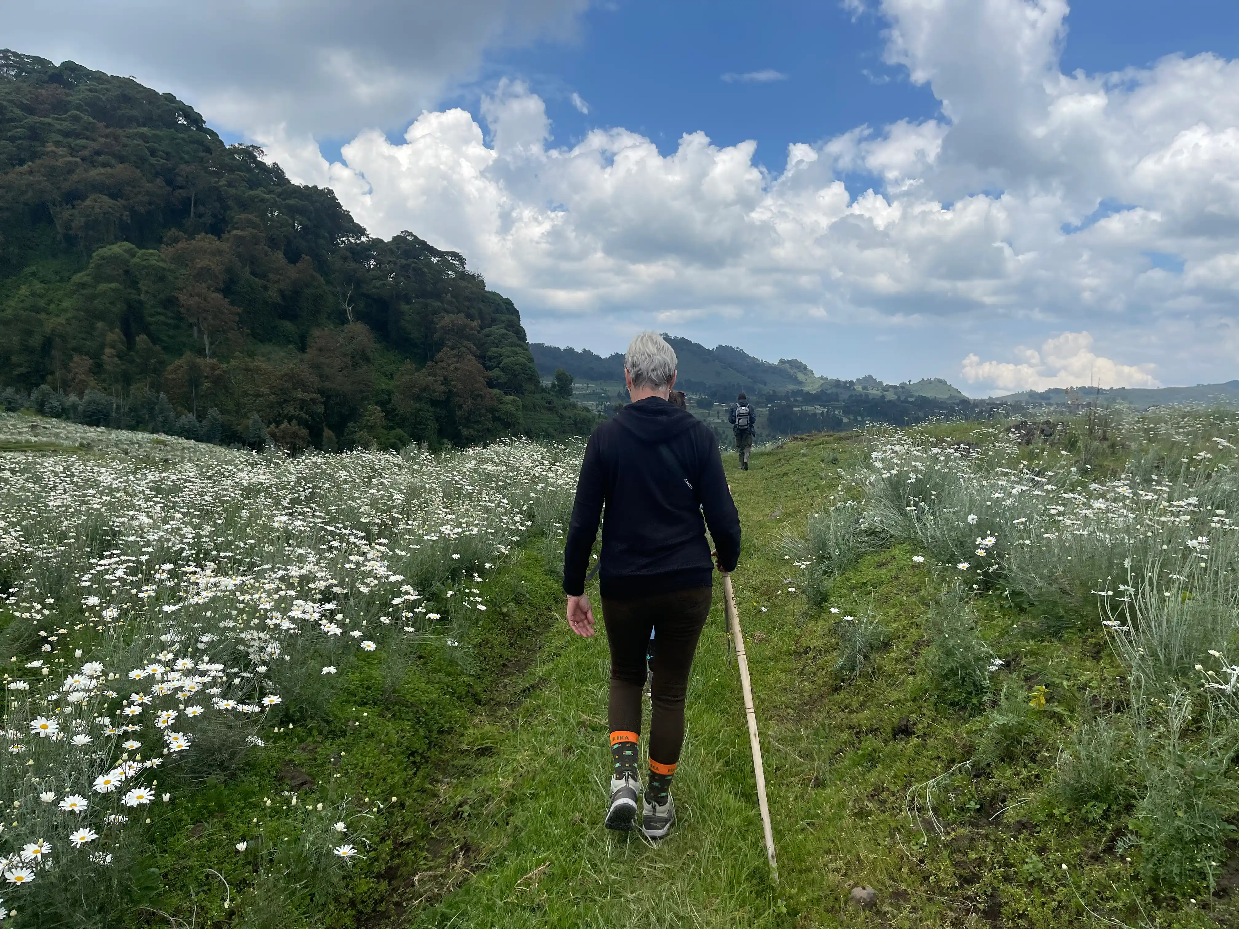 Solo woman traveler walking through a lush pyrethrum farm near Volcanoes National Park in Rwanda, enjoying scenic mountain views and immersive cultural landscapes
