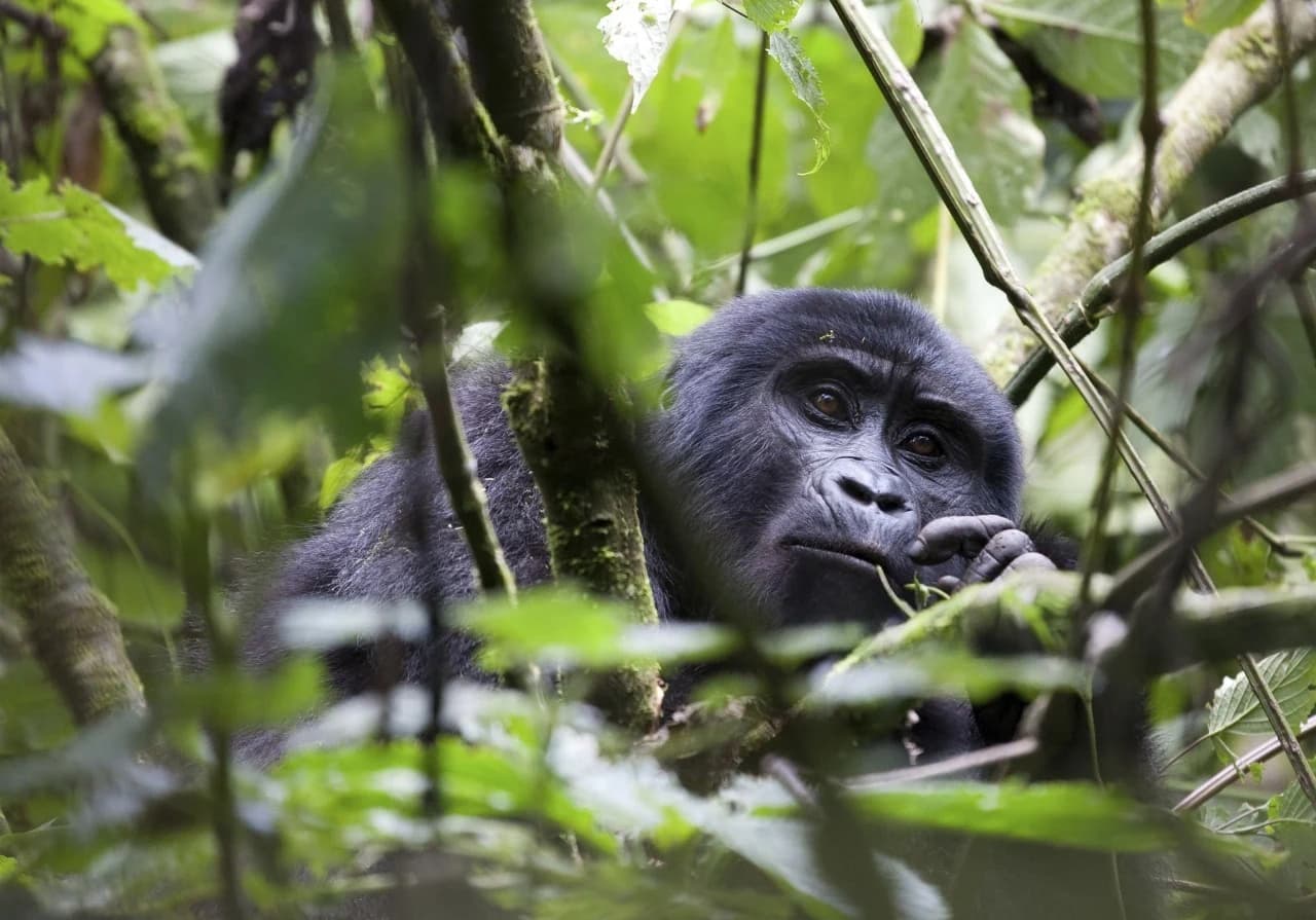 5-Day Gorilla Trekking Bwindi & Queen Elizabeth Tour