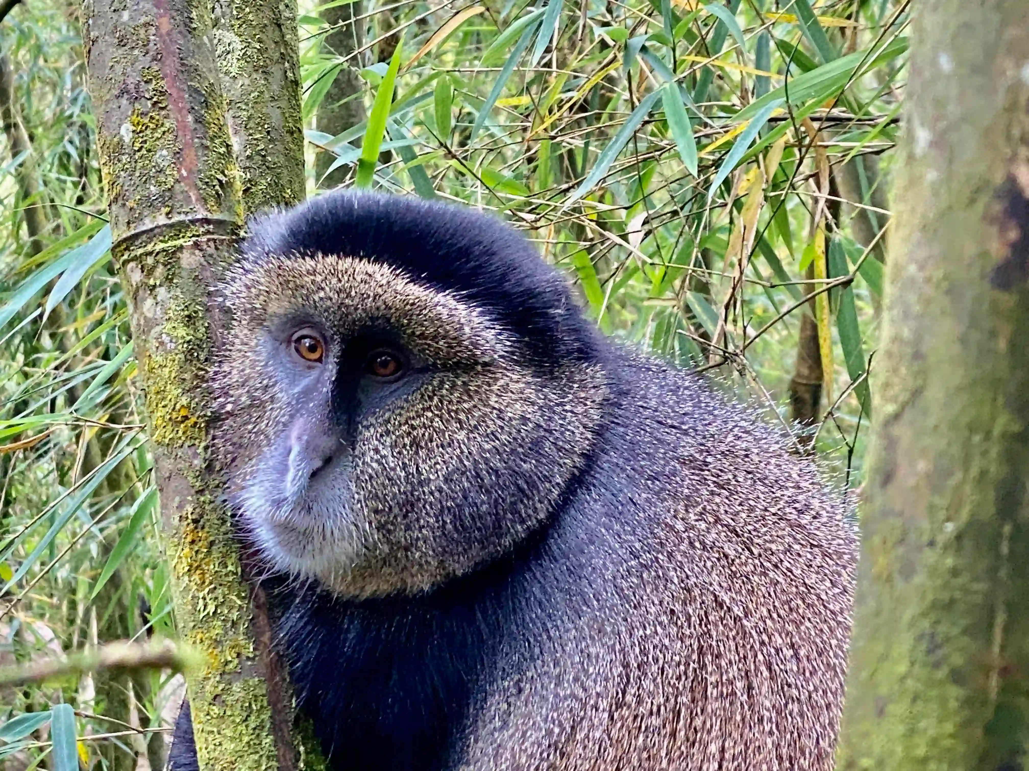 4-Day Golden Monkey Safari & Lake Kivu Beach