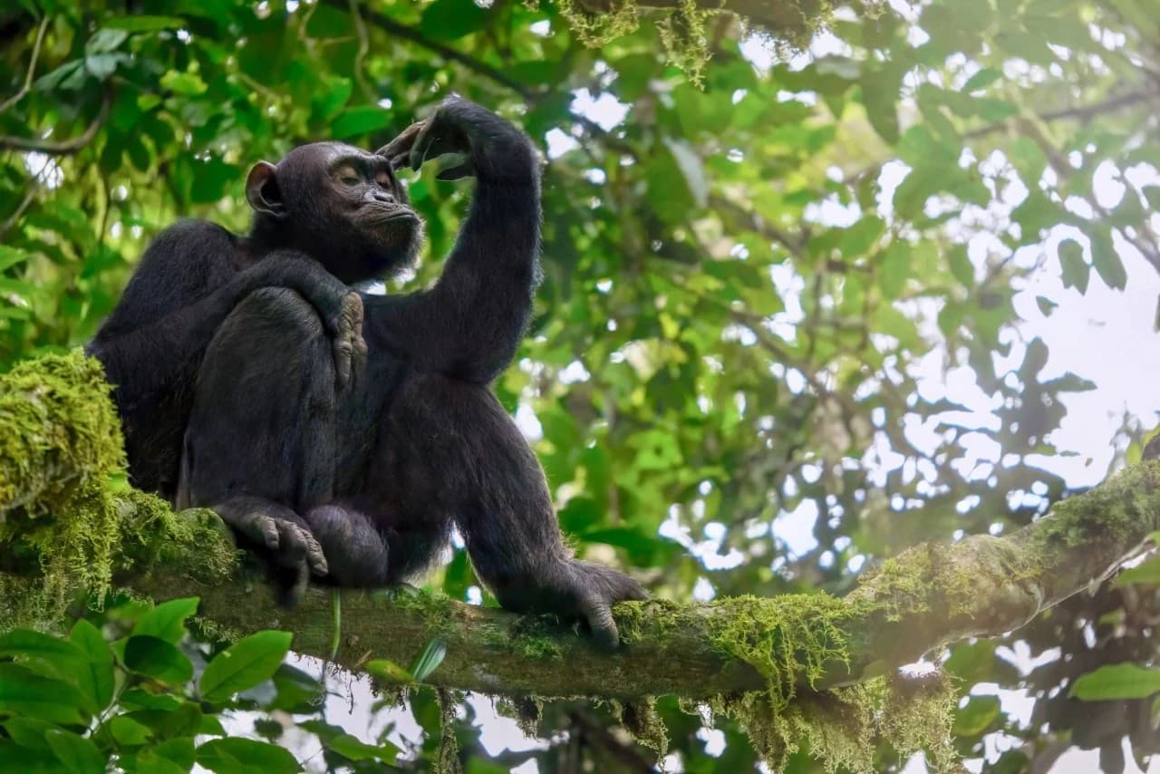 3-Day Kibale Chimps Tracking & Birding Safari