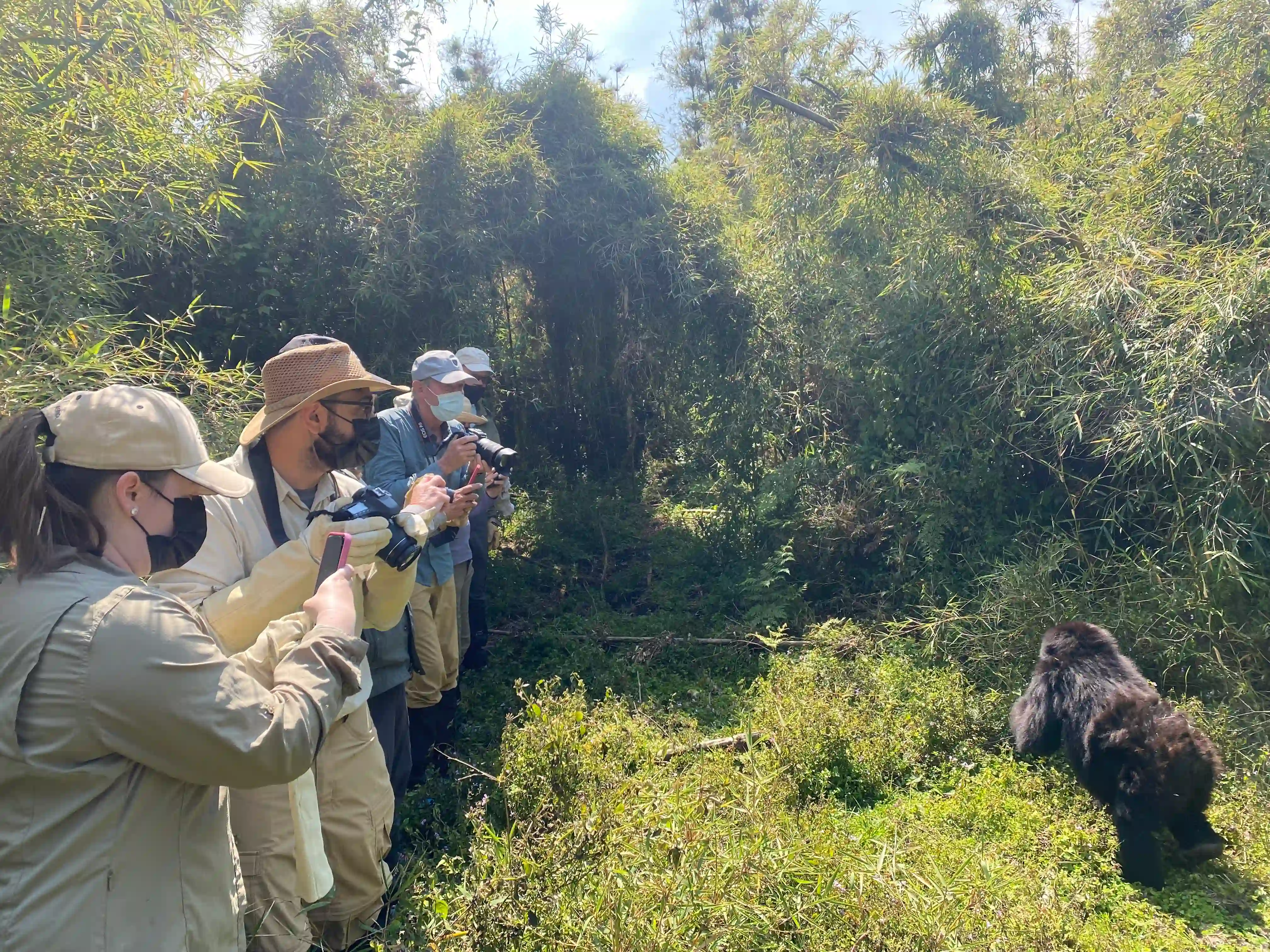 4-Day Rwanda Mountain Gorilla Trekking Eco-Tour Safari