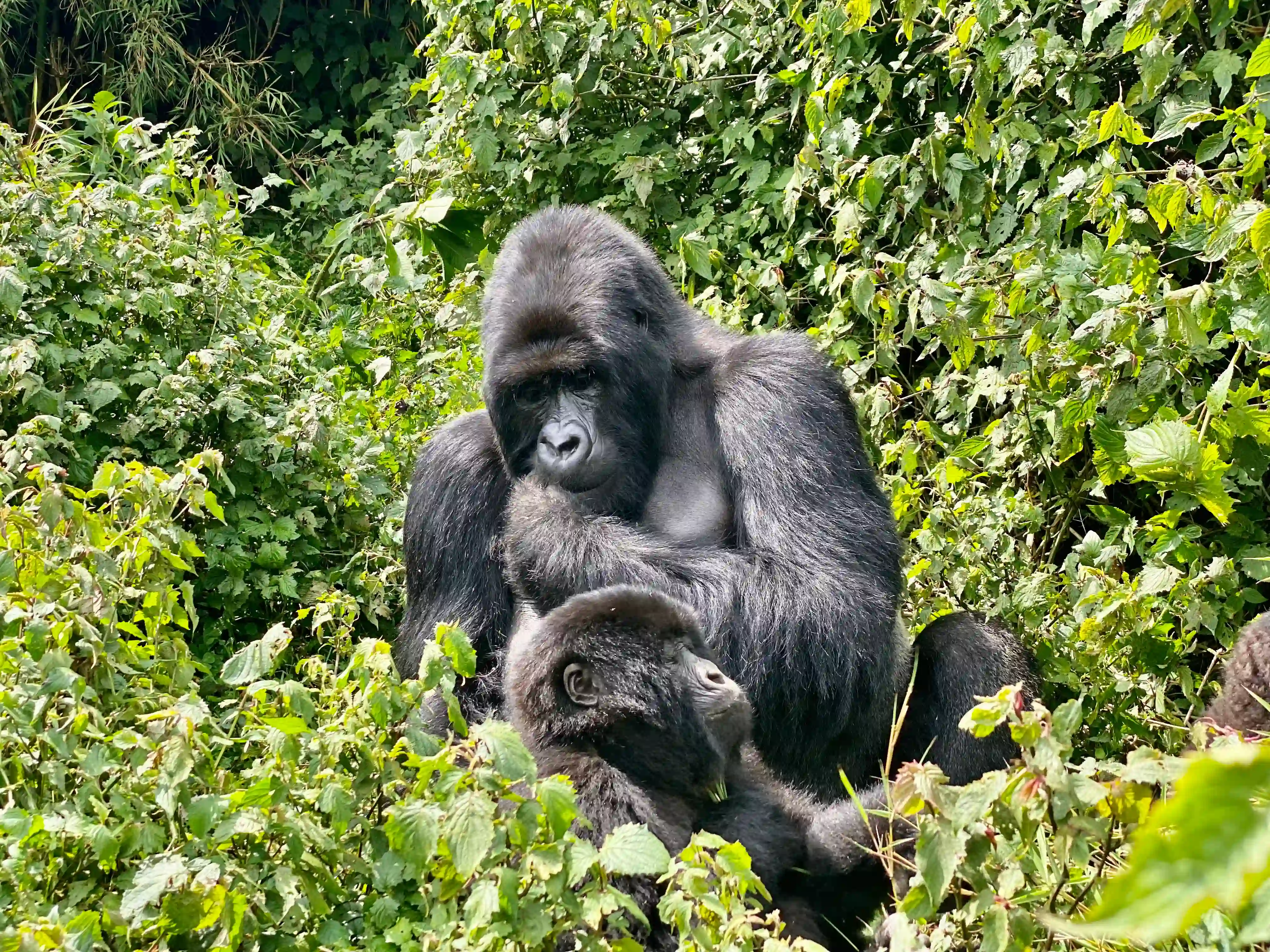 5 Days Gorilla Trekking Rwanda & Akagera Safari