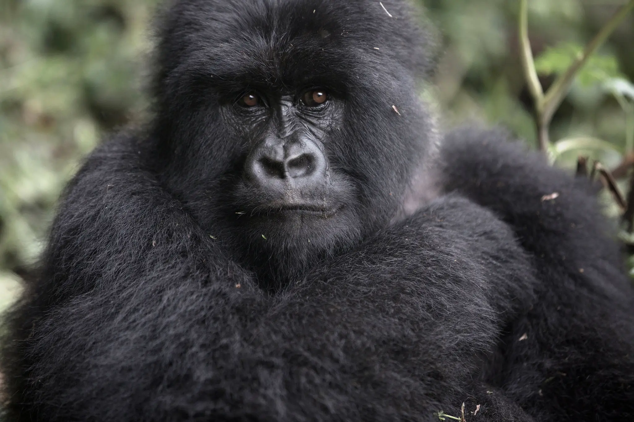 4-Day Rwanda Mountain Gorilla Trek & Dian Fossey Tomb Hike