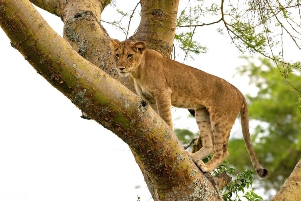 4-Day Queen Elizabeth National Park & Nile Tour