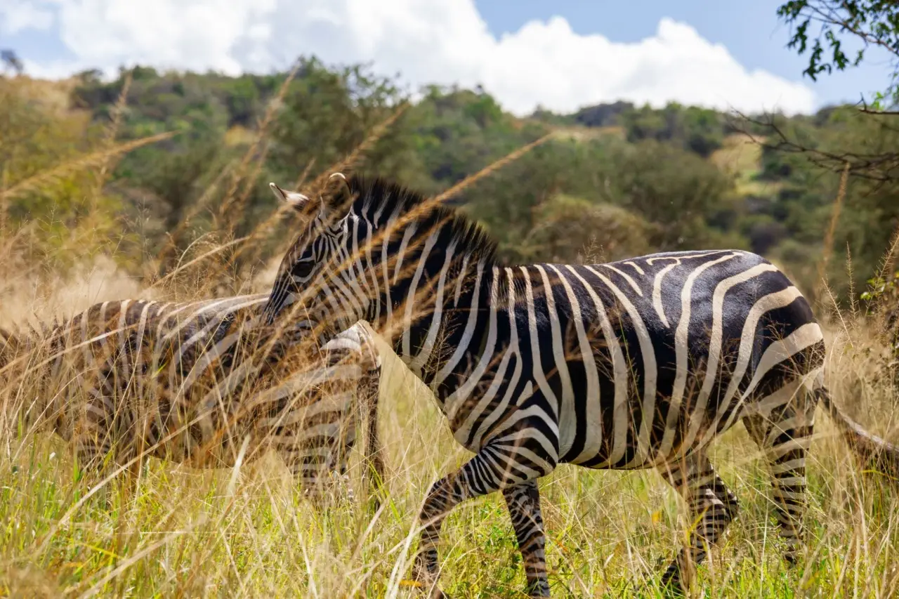 A zebra in the Akagera national park grazzing