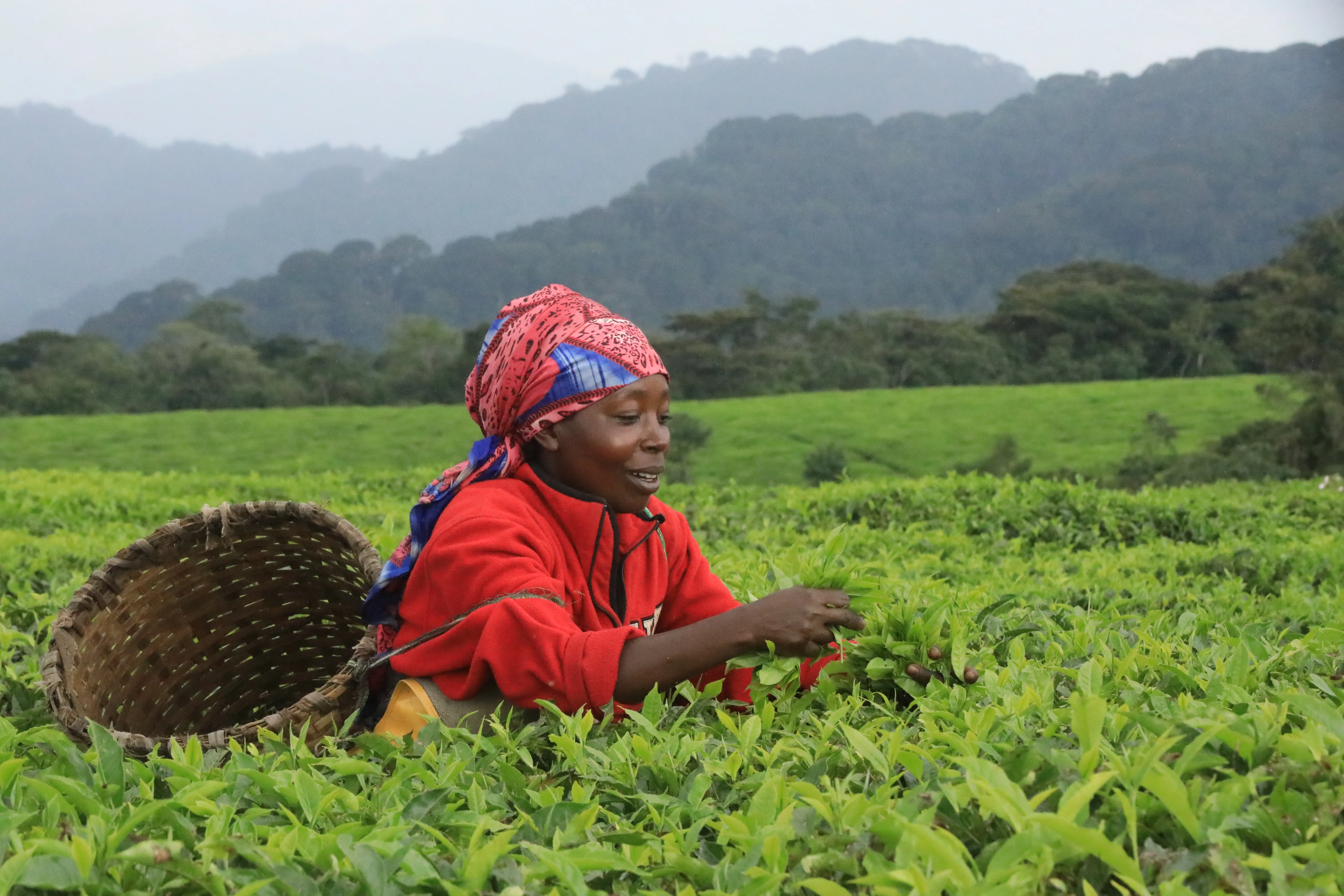 a woman planting tea with energy