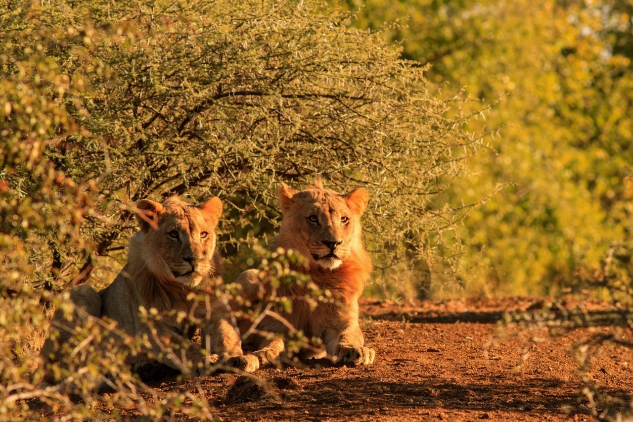 Game drive in Kruger National Park spotting big five