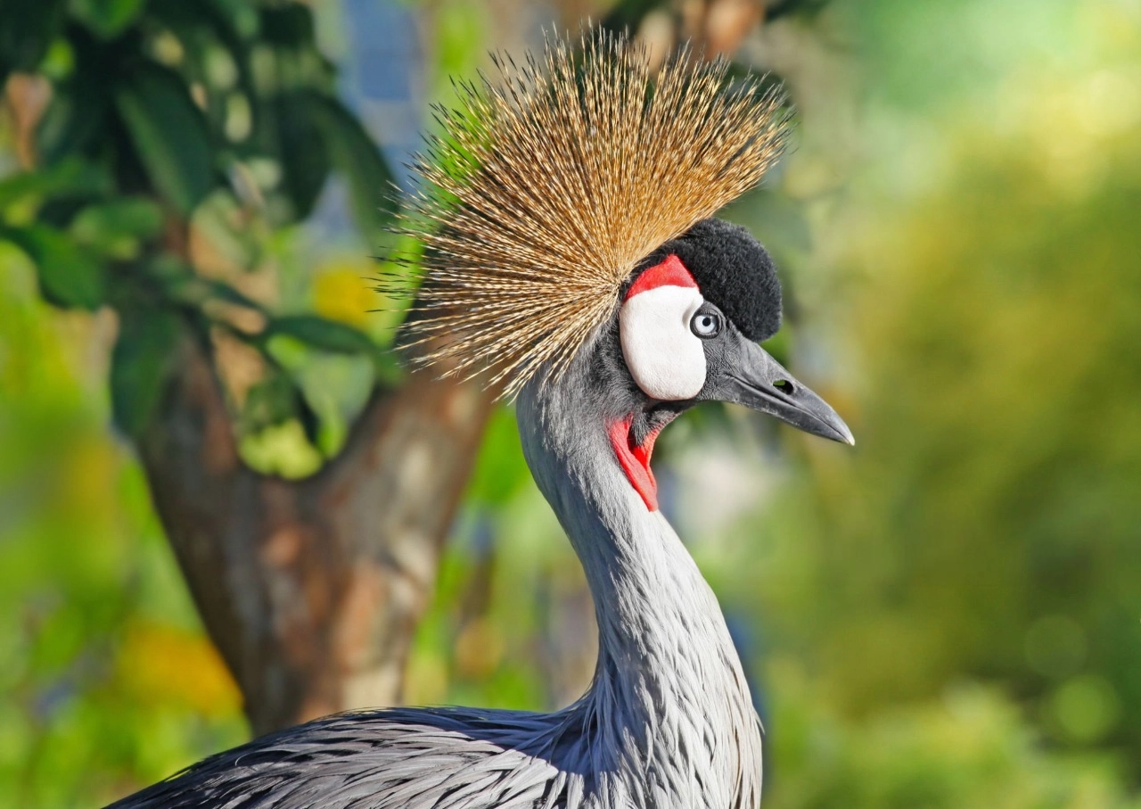 the bird in the savannah of the uganda