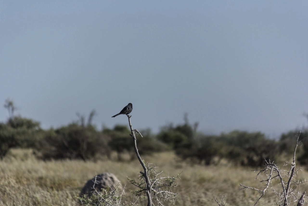 Kruger National Park Big Five wildlife viewing in diverse ecosystems