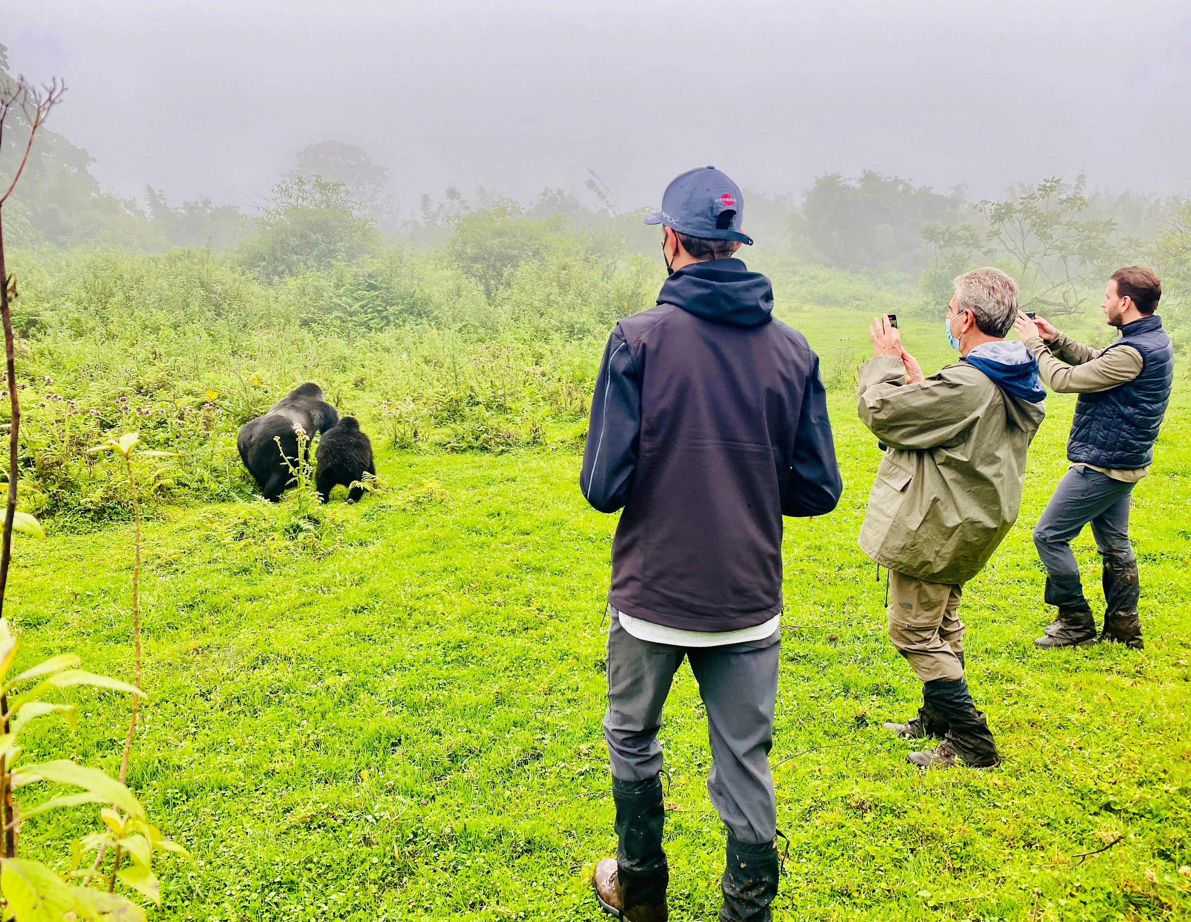 Gorilla trekking experience through misty mountains with mountain gorillas